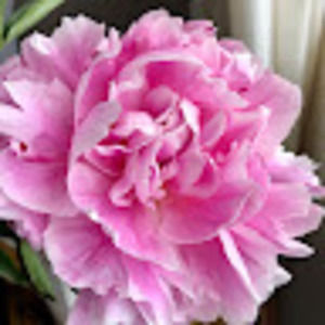 Meet your Posher, Lynn